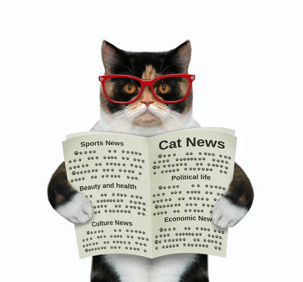 Кошка читает открытую газету — стоковое фото