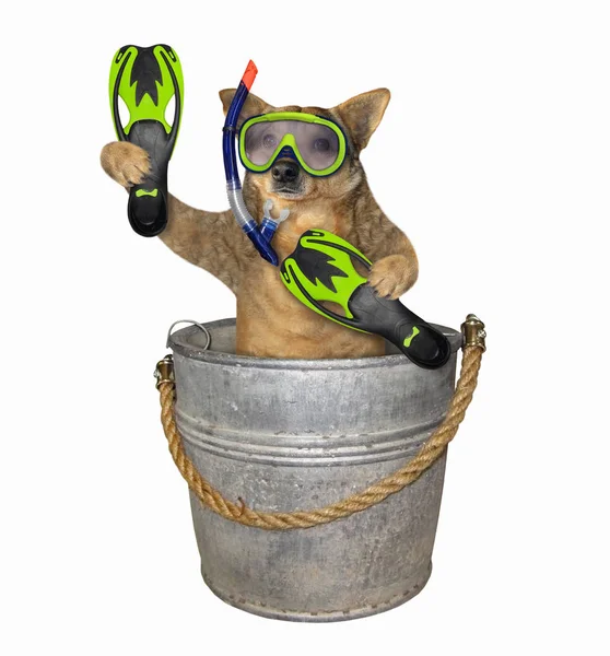 Dog diver in bucket — Stock Photo, Image