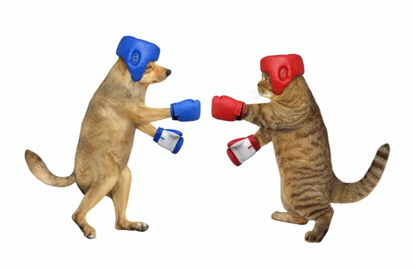 Cat boxing with dog — Stock Photo, Image