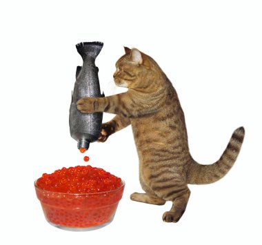 Kedi balıktan kırmızı havyar alıyor.
