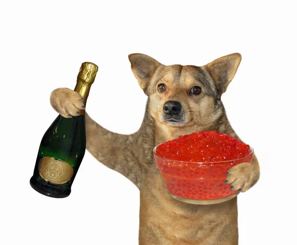 Hund mit Wein und rotem Kaviar — Stockfoto