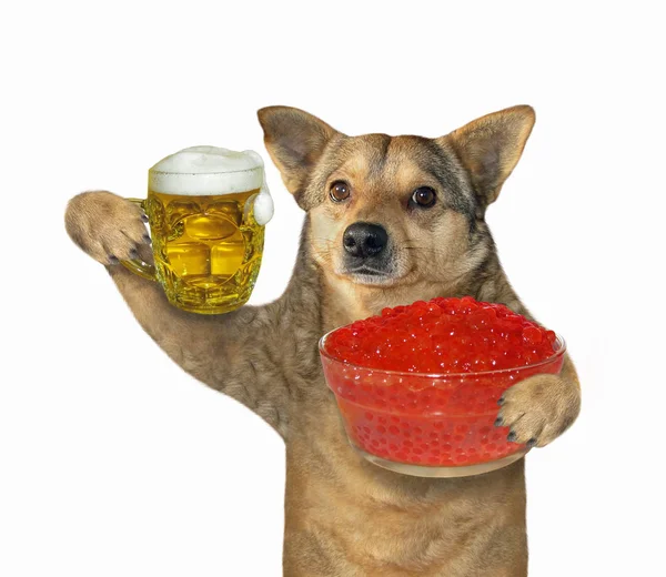 Собака с пивом и красной икрой — стоковое фото