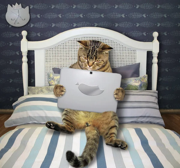 Gato con portátil se encuentra en la cama — Foto de Stock