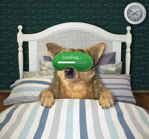 Perro con máscara duerme en la cama 2 — Foto de Stock