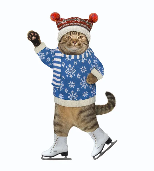 Süveter giyen kedi.