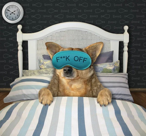 Dog in mask sleeps in bed 3 — Stock Photo, Image