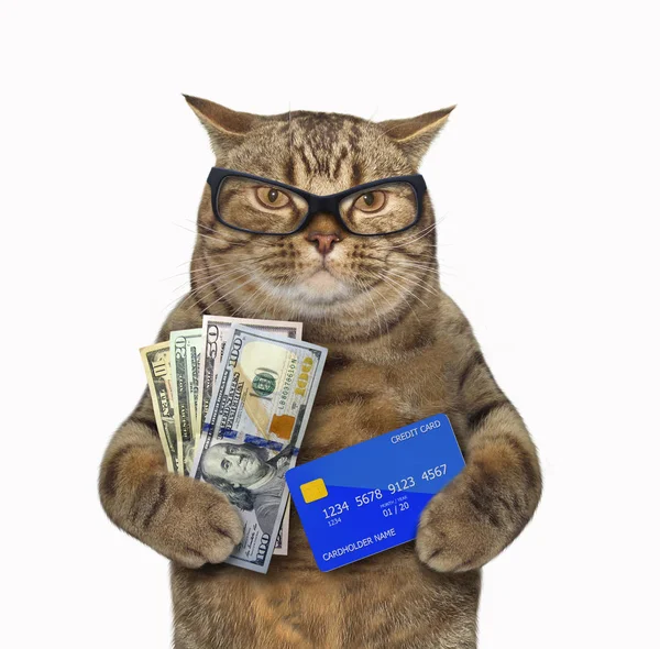 Kedide kredi kartı ve para var. — Stok fotoğraf