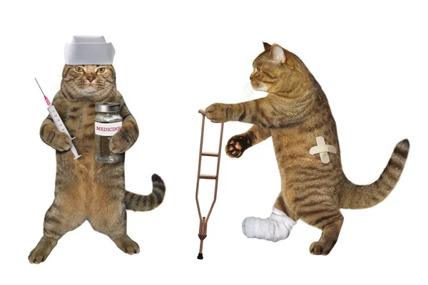 Ветеринар кота со своим пациентом — стоковое фото