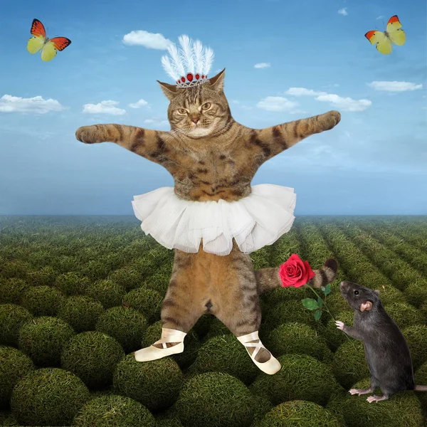 2. Alanda Kedi Dansı — Stok fotoğraf