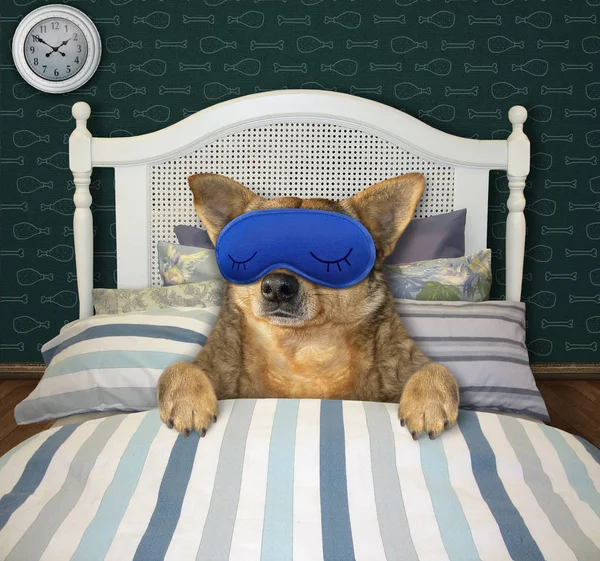 Chien dans le masque dort au lit — Photo