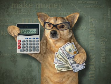 Köpek hesap makinesi ve para tutar