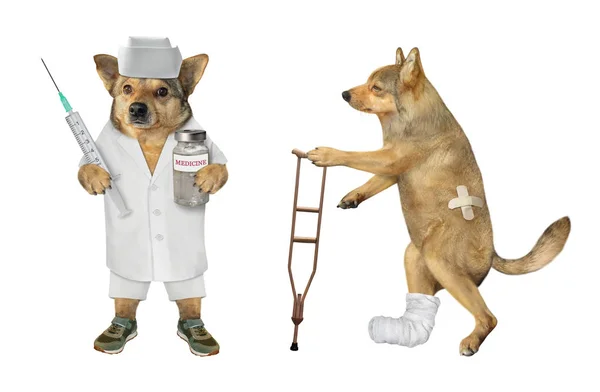 Psí veterinář se svým pacientem — Stock fotografie