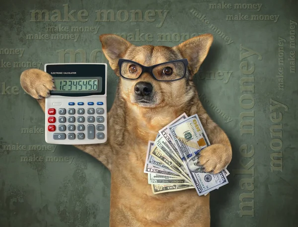Dog holds calculator and money
