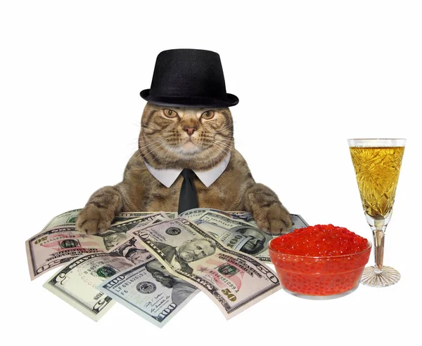 Gato con champán y dinero 2 — Foto de Stock