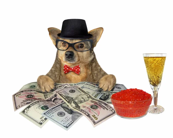 Pies z szampanem i pieniędzmi — Zdjęcie stockowe