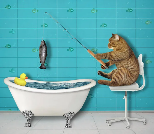 Katzenfischen in Badewanne 2 — Stockfoto