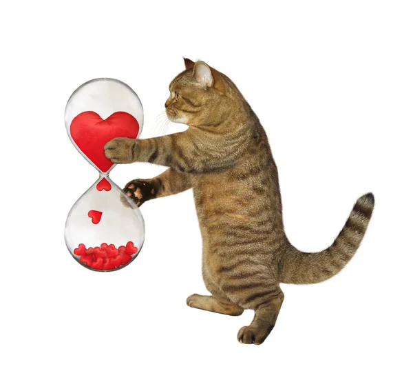 Gato con reloj de arena romántico — Foto de Stock
