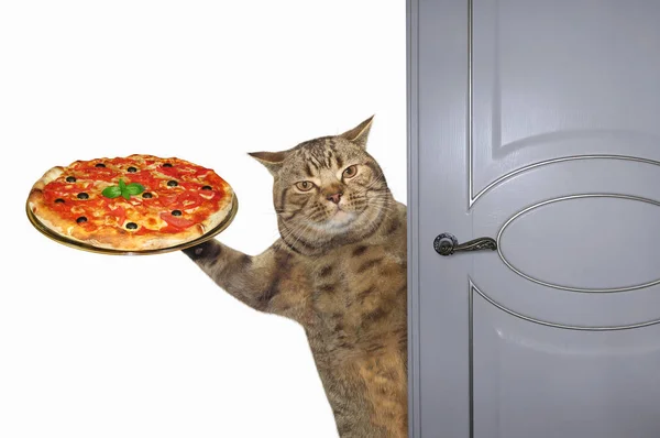 Gato com pizza abre porta — Fotografia de Stock
