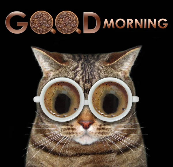 Cat with coffee glasses 3 — Stock Photo, Image