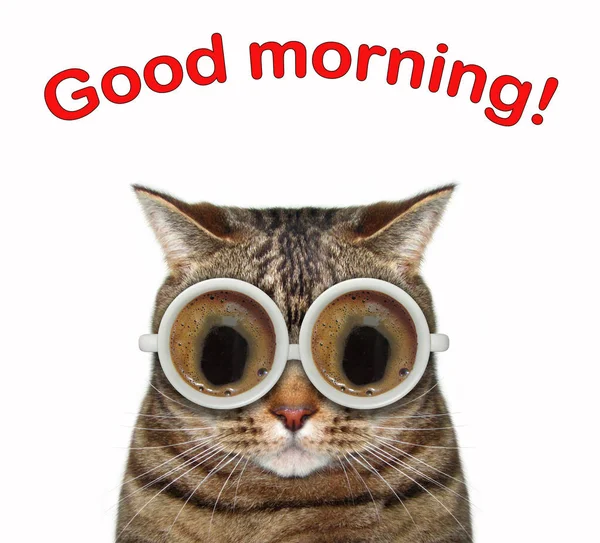 Cat with coffee glasses 2 — Stock Photo, Image