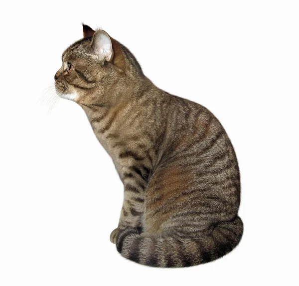 Vista lateral do gato bege — Fotografia de Stock
