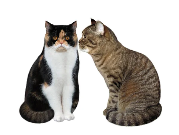 İki aşık kediler — Stok fotoğraf