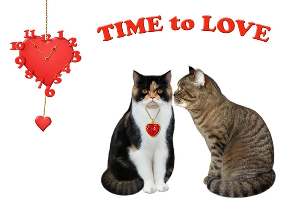 Chats amoureux près de l'horloge — Photo