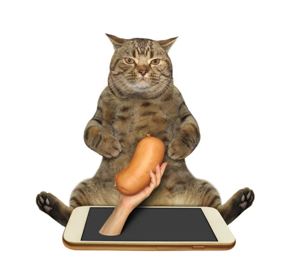 Gato leva salsicha do telefone — Fotografia de Stock