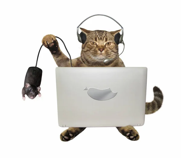 Cat trzyma mysz komputerową — Zdjęcie stockowe