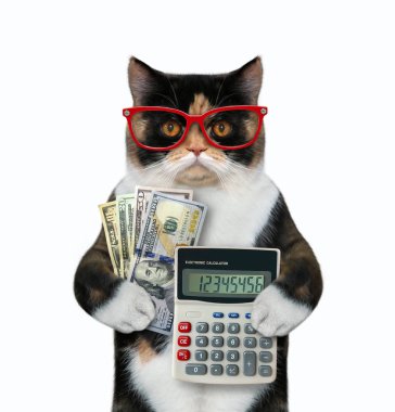 Hesap makinesi olan kedi ve dolar hayranı.