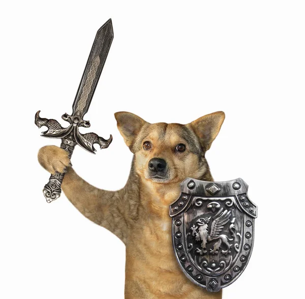 Câine viking cu sabie încrustată — Fotografie, imagine de stoc