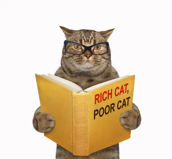 Cat quiere ser rico. — Foto de Stock