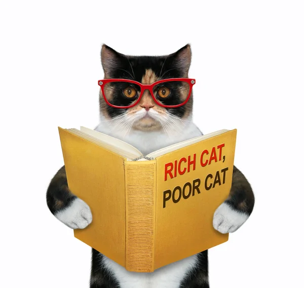 Кот хочет быть богатым 2 — стоковое фото