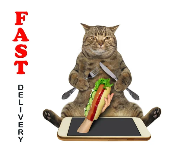 Kot bierze hot doga z telefonu — Zdjęcie stockowe