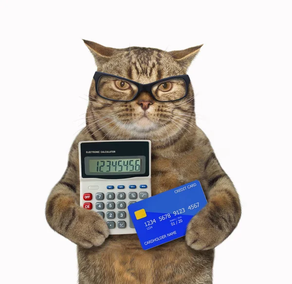 Кот с калькулятором и кредитной картой — стоковое фото