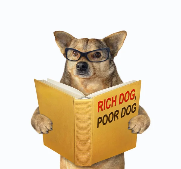 Pies chce być bogaty. — Zdjęcie stockowe