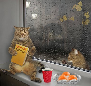 Zengin kedi ve fakir kedi