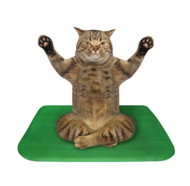 Kedi yoga yapıyor.