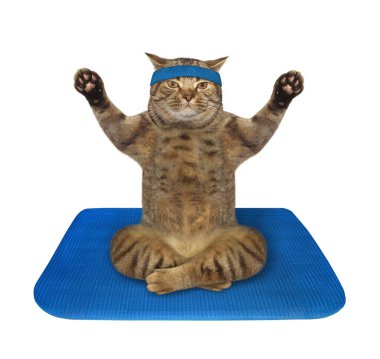 Kedi yoga alıştırması yapıyor.