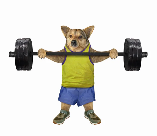 Kutya csinál súlyemelés — Stock Fotó
