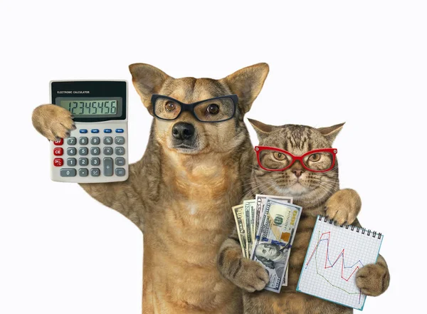 Hund und Katze sind Banker 3 — Stockfoto