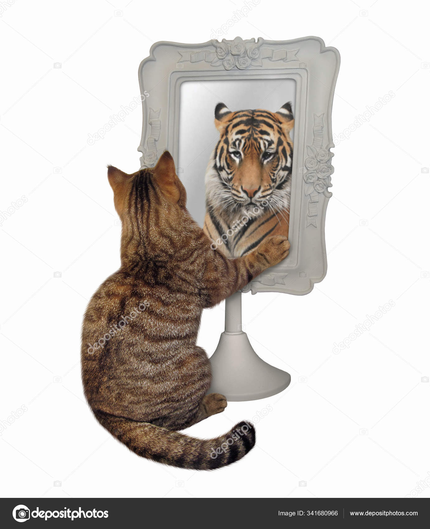 Mirror cat lion Luigi the