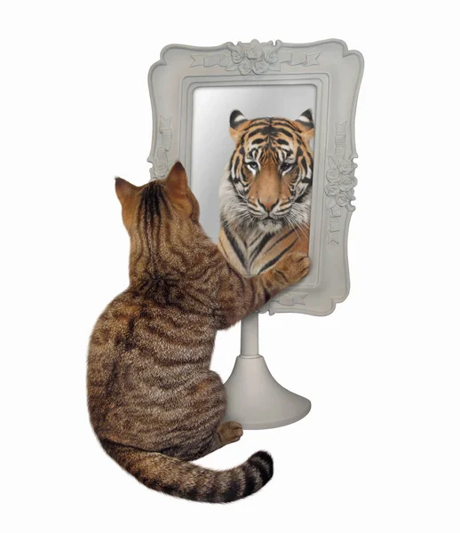 Cat stares at its funny reflection — Stock Photo, Image