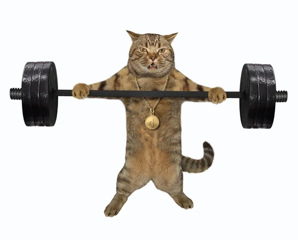 Cat doing weight lifting — Stock fotografie