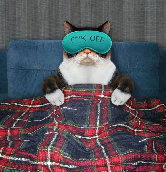 Cat in mask lies under plaid 3