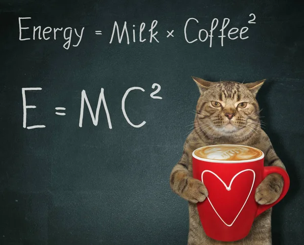 Kat met energie koffie — Stockfoto