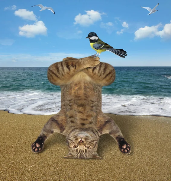 Gato haciendo headstand en playa — Foto de Stock