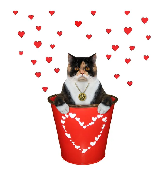 Gato con medallón dentro de cubo rojo — Foto de Stock