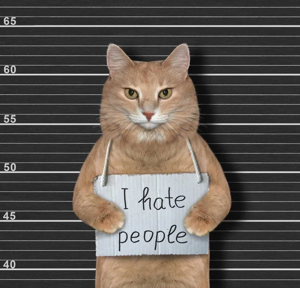 Ginger cat odia a la gente — Foto de Stock