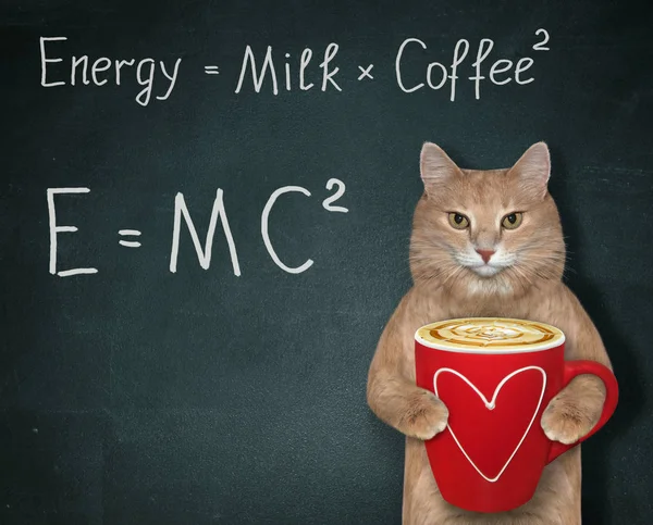 Kot z kawą energetyczną 2 — Zdjęcie stockowe